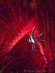 Lost in the big city lights.  A juvenile Bangai Cardinalf... by Ross Gudgeon 